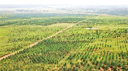 內(nèi)蒙古自治區(qū)扎實(shí)推進(jìn)生態(tài)文明建設(shè)--草原那邊花正開