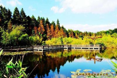 周末逃離城市喧囂!盤(pán)點(diǎn)上海最美麗的8大森林公園