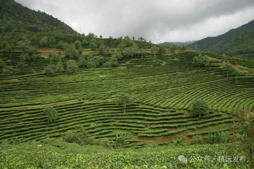 鎮(zhèn)沅縣以打造 千家寨爺號 普洱茶區(qū)域公共品牌為突破口 促進(jìn)茶產(chǎn)業(yè)生態(tài)產(chǎn)品價值實現(xiàn)