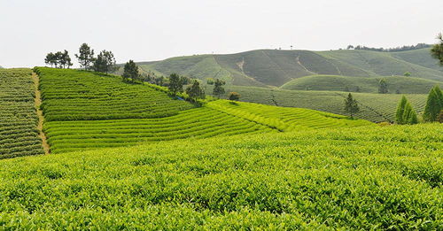 安吉白茶 茗盛香遠(yuǎn) 天下來(lái)緣