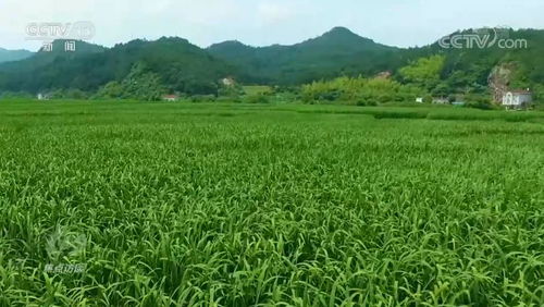 焦點(diǎn)訪談 生態(tài)保護(hù)與修復(fù)的中國(guó)方案
